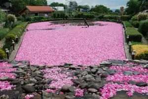 Казанлъшка маслодайна роза Rosa daraascena auct, non Mill