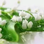 Момина сълза