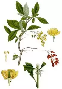 Кисел трън Berberis vulgaris L.