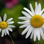 Лайка Matricaria Chamomilla