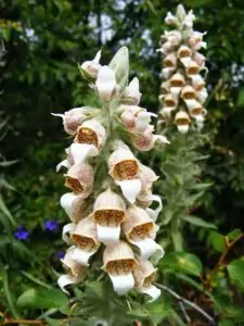 Вълнест напръстник Digitalis lanata Ehrh.