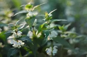 Бяла мъртва коприва