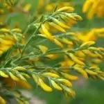 Жълтуга багрилна Genista tinctorla L.