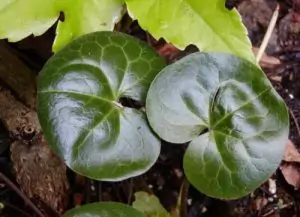 Копитник Asarum europaeum L.