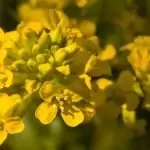 Обикновена злина Barbarea vulgaris R. Br.