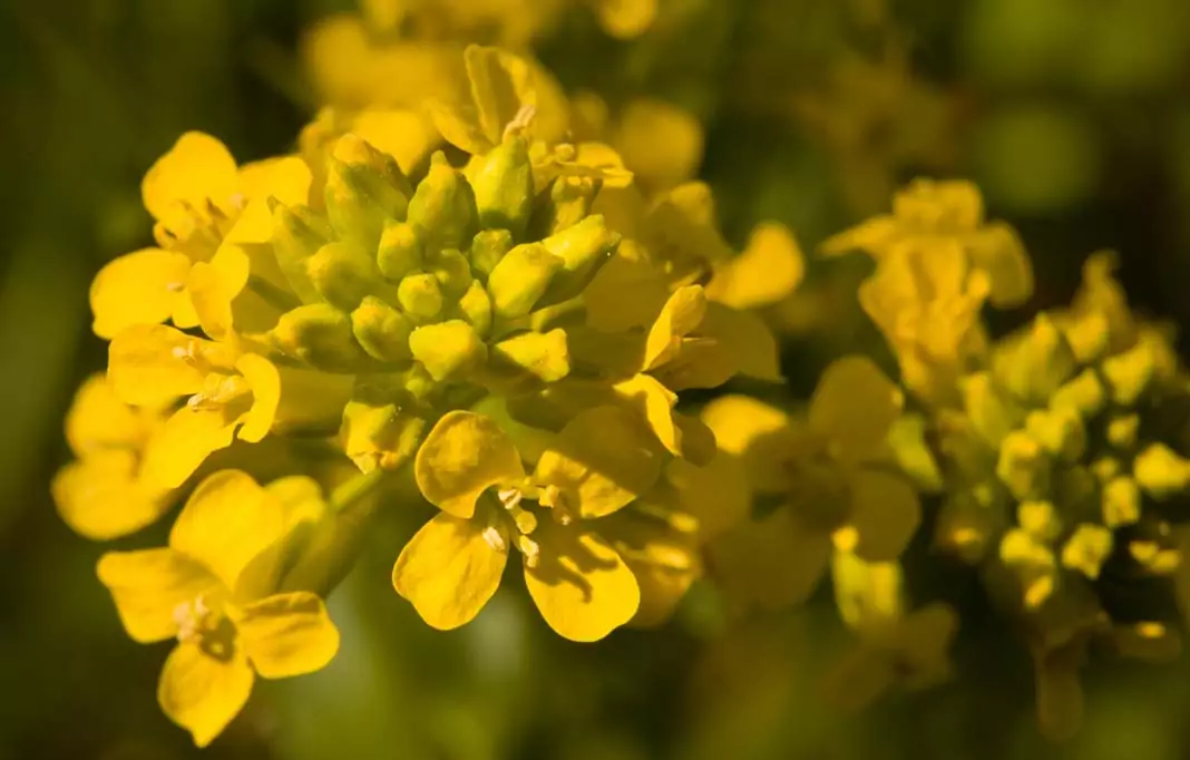 Обикновена злина Barbarea vulgaris R. Br.