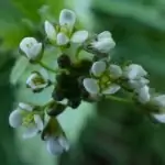 Овчарска торбичка Capsella Bursa Pastoris