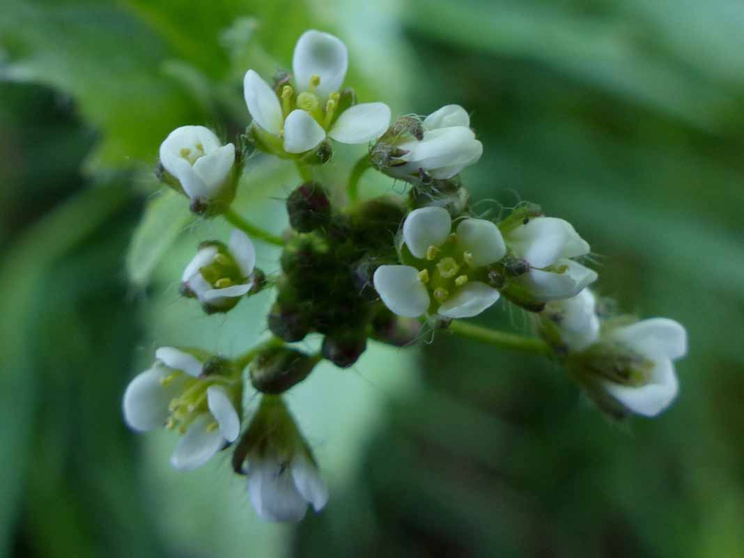 Сумка трава. Пастушья сумка. Пастушья сумка трава. Bursae pastoris herba. Арабидопсис пастушья сумка.