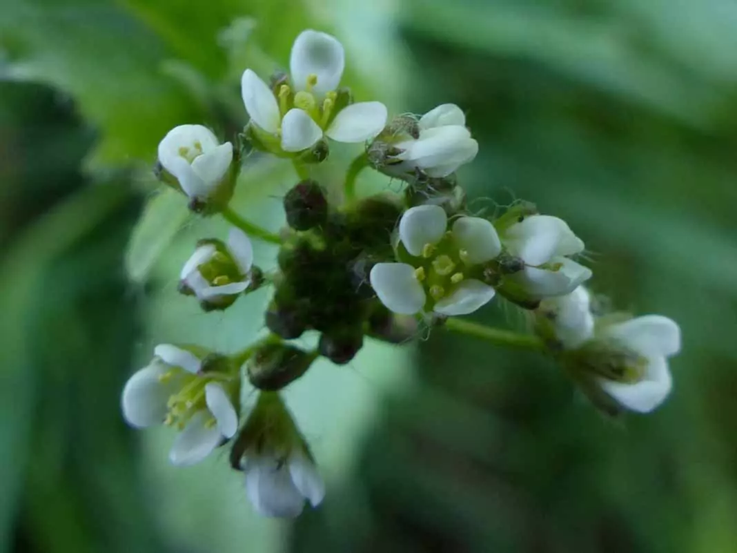 Овчарска торбичка Capsella Bursa Pastoris