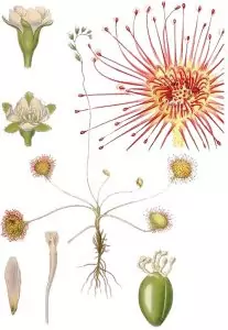 Росянка Drosera rotundifolia L.