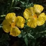 Жълт рогатец Glaucium flavum L.