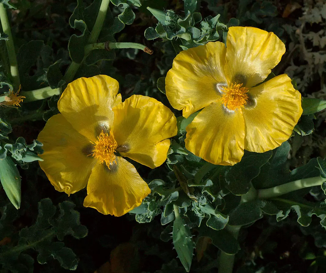 Жълт рогатец Glaucium flavum L.