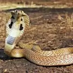 Ухапано от змия