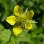 Градско омайниче Geum urbanum L.