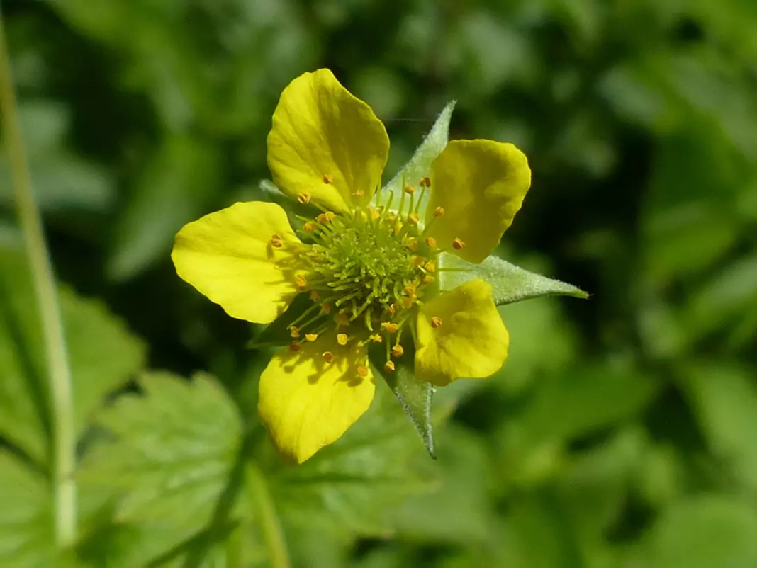 Градско омайниче Geum urbanum L.