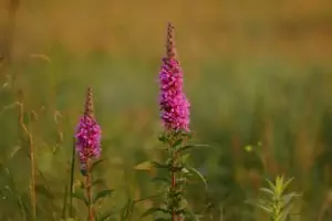 Блатия (върболист) Lythrum salicaria L.