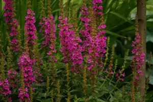 Блатия (върболист)