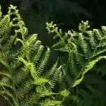 Орлова папрат Pteridium aquilinum (L.) Kuhn