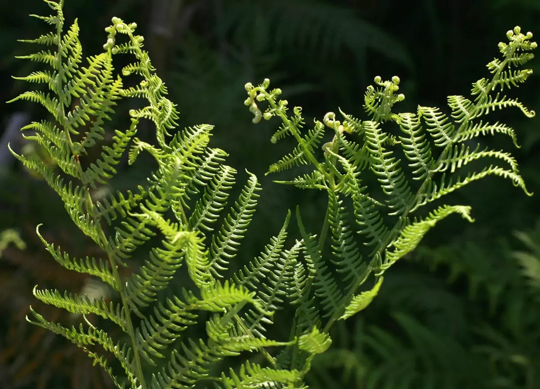 Орлова папрат Pteridium aquilinum (L.) Kuhn