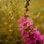 Блатия (върболист) Lythrum salicaria L.