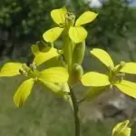 Вълнисто-назъбена боянка Erysimum crepidifolium Rchb.