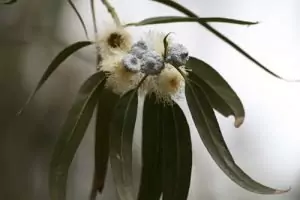 Евкалипт Eucalyptus globulus Labill.