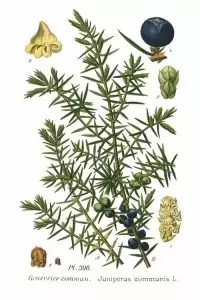 Обикновена хвойна Juniperus communis L.