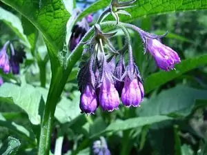 Зарасличе (черен оман) Symphytum officinale L.