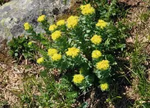 Златовръх Rhodiola rosea L. (Sedum roseum (L.) Scop.)