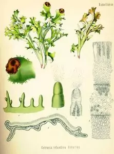 Исландски лишей