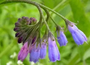 Зарасличе (черен оман) Symphytum officinale L.