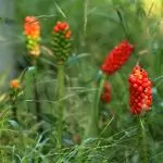 Петнист змиярник (змийски лапад) Arum maculatum L.