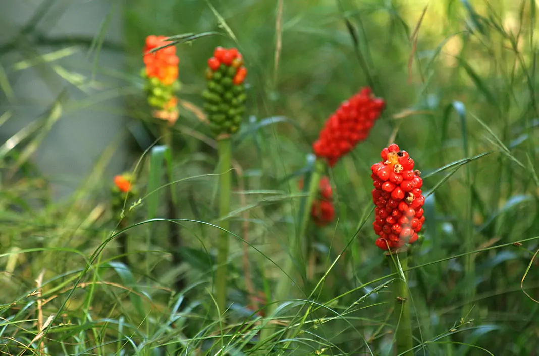 Петнист змиярник (змийски лапад) Arum maculatum L.