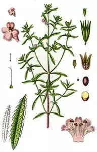 Градинска чубрица Satureja hortensis L.