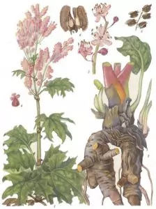 Ревен Rheum palmatum L. var. tanguticum Maxim.