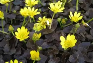 Жълтурче Ranunculus ficaria