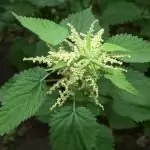 Коприва Urtica Dioica