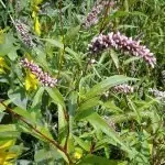 Водно пипериче Persicaria Hydropiper