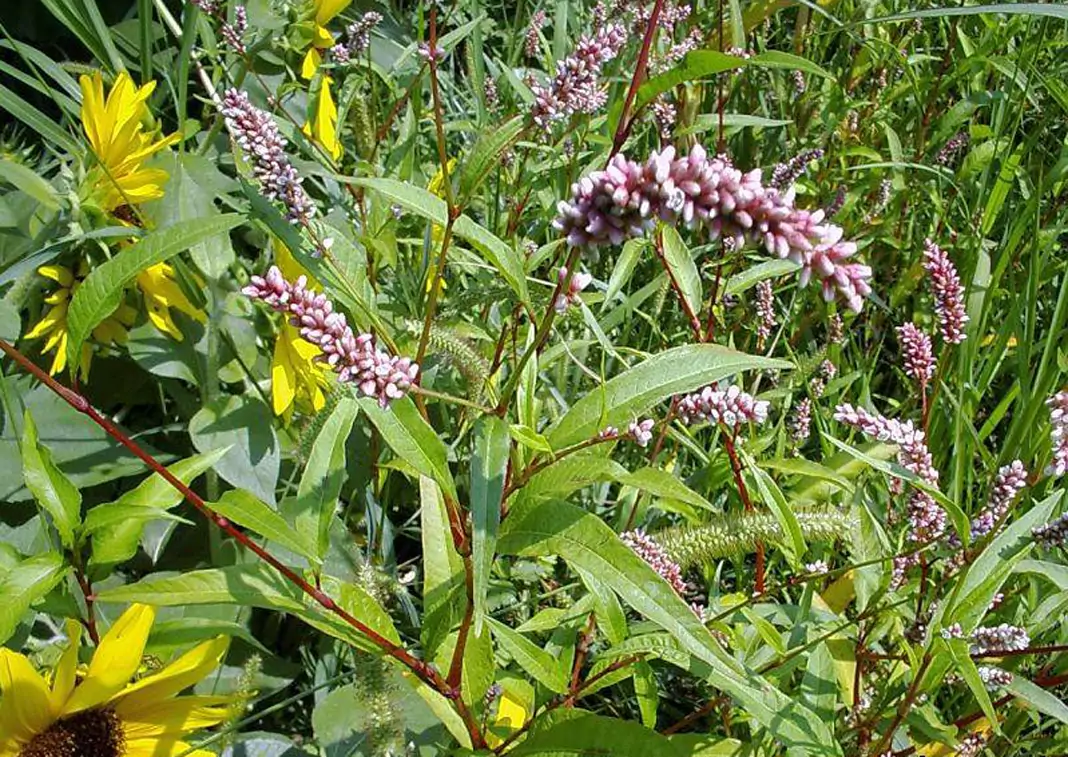 Водно пипериче Persicaria Hydropiper