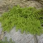 Изсипливче Herniaria Glabra