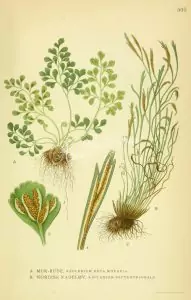 Северно изтравниче Asplenium septentrionale