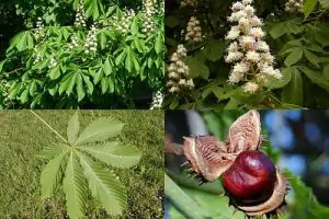Конски кестен Aesculus hippocastanum L.