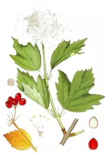 Калина Viburnum opulus L.