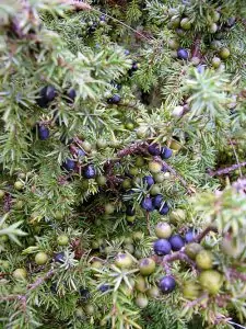 Сибирска хвойна Juniperus sibirica Burgs