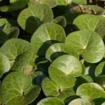 Копитник Asarum europaeum L.