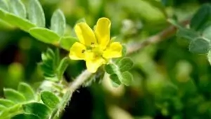 бабини зъби