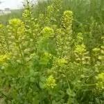 Горуха Lepidium perfoliatum L