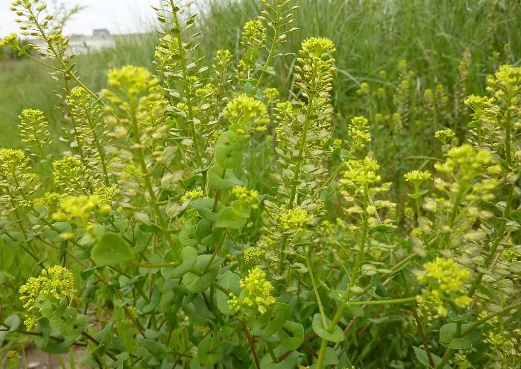 Горуха Lepidium perfoliatum L