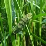 Аир (акорус) Acorus calamus