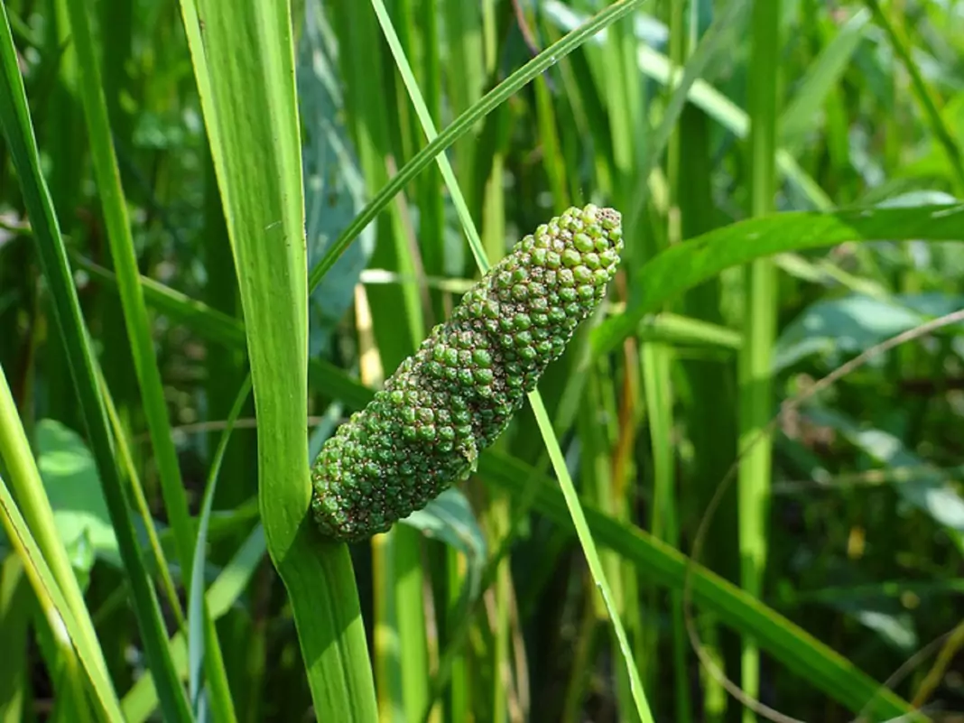 Аир (акорус) Acorus calamus